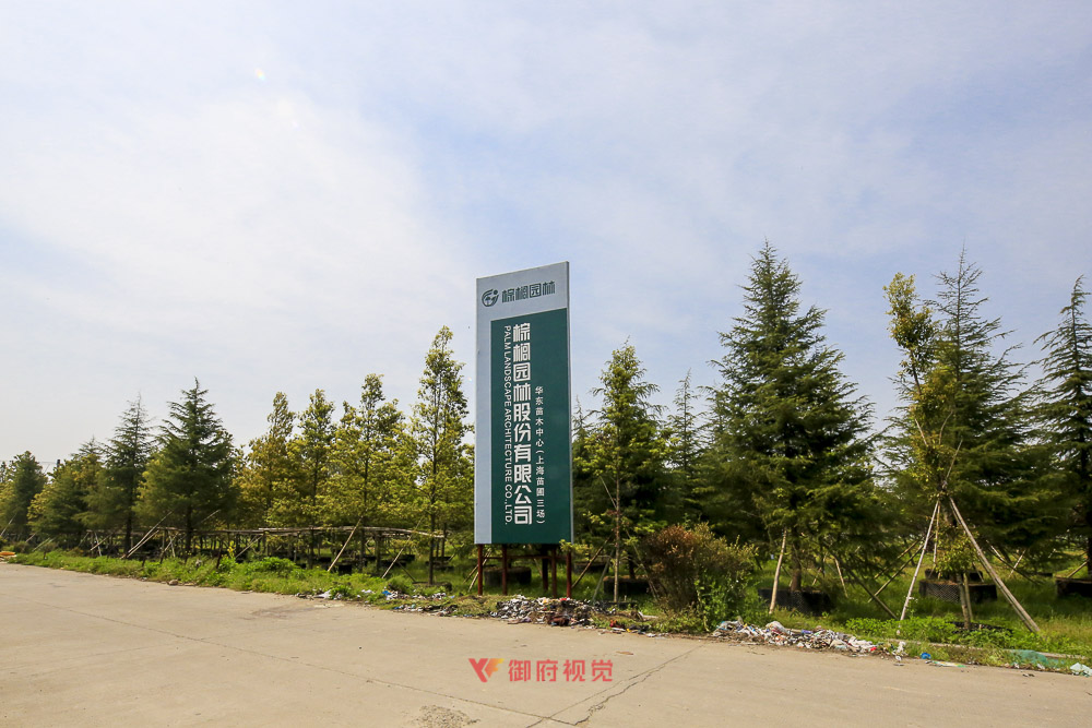 棕榈园林景观拍摄