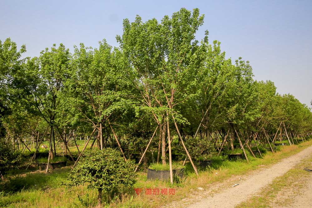 棕榈园林景观拍摄