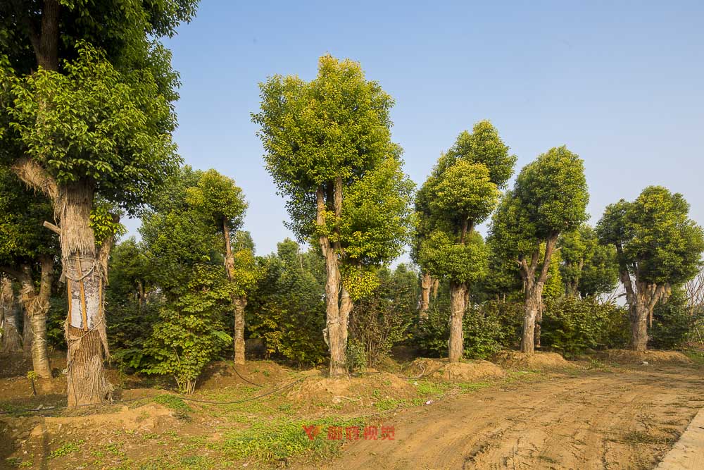 景观园林种植基地拍摄
