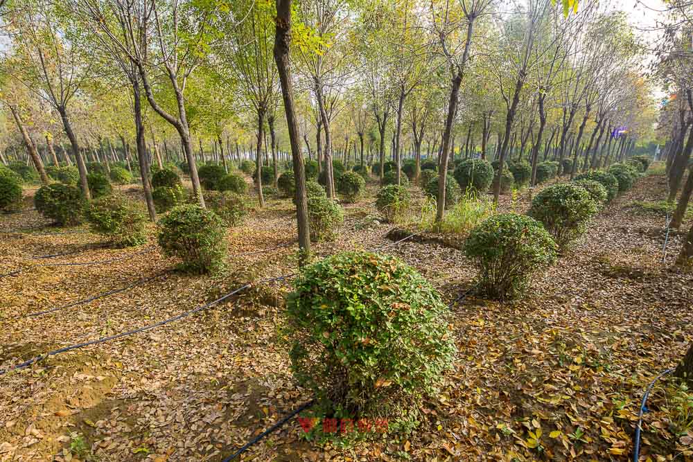 景观园林种植基地拍摄