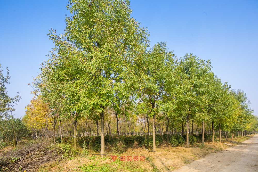 景观园林种植基地拍摄